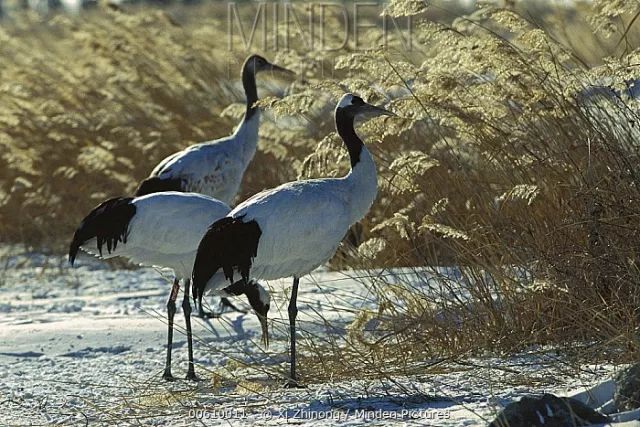 可丹顶鹤(grus japonensis)的学名直译是"日本鹤",这在当时引起了热烈