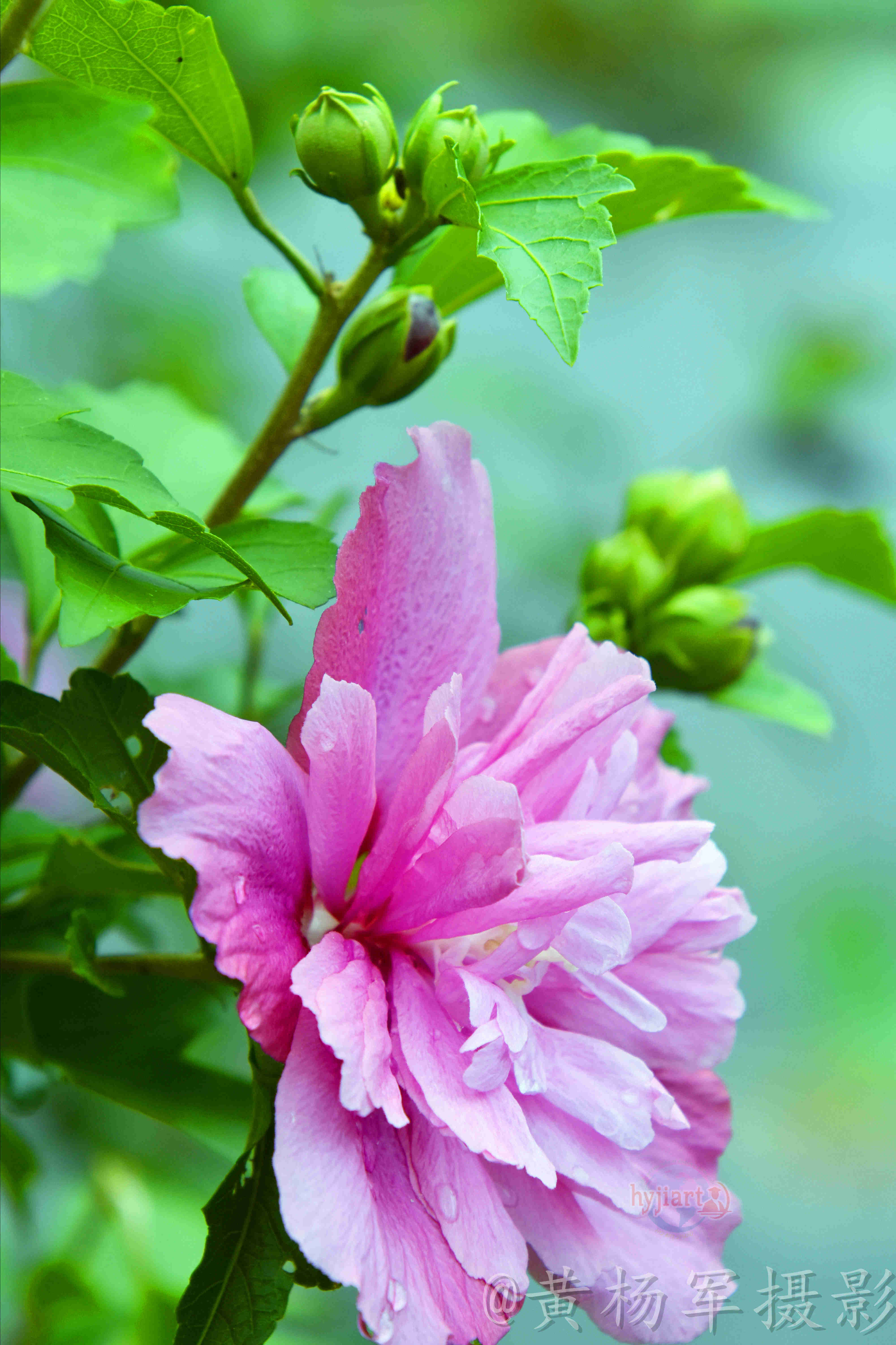 《遇见—雅致木槿花的美》