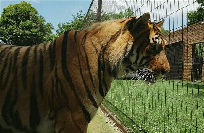 梅花鹿奶子猜成语(2)