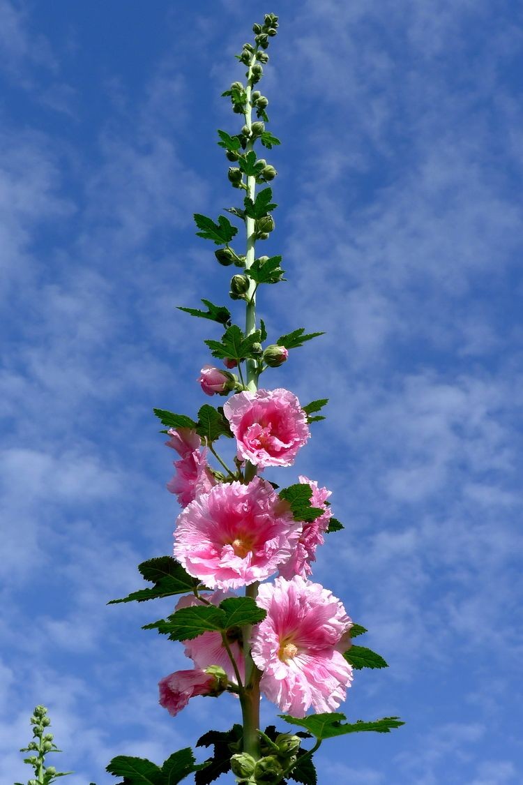 没错,它就叫端午花丨蜀葵—几禾花舍