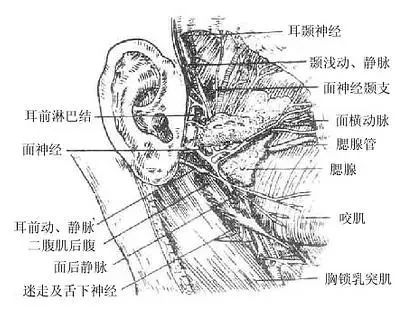 干货| 面部浅层与腮腺区结构解剖(下)