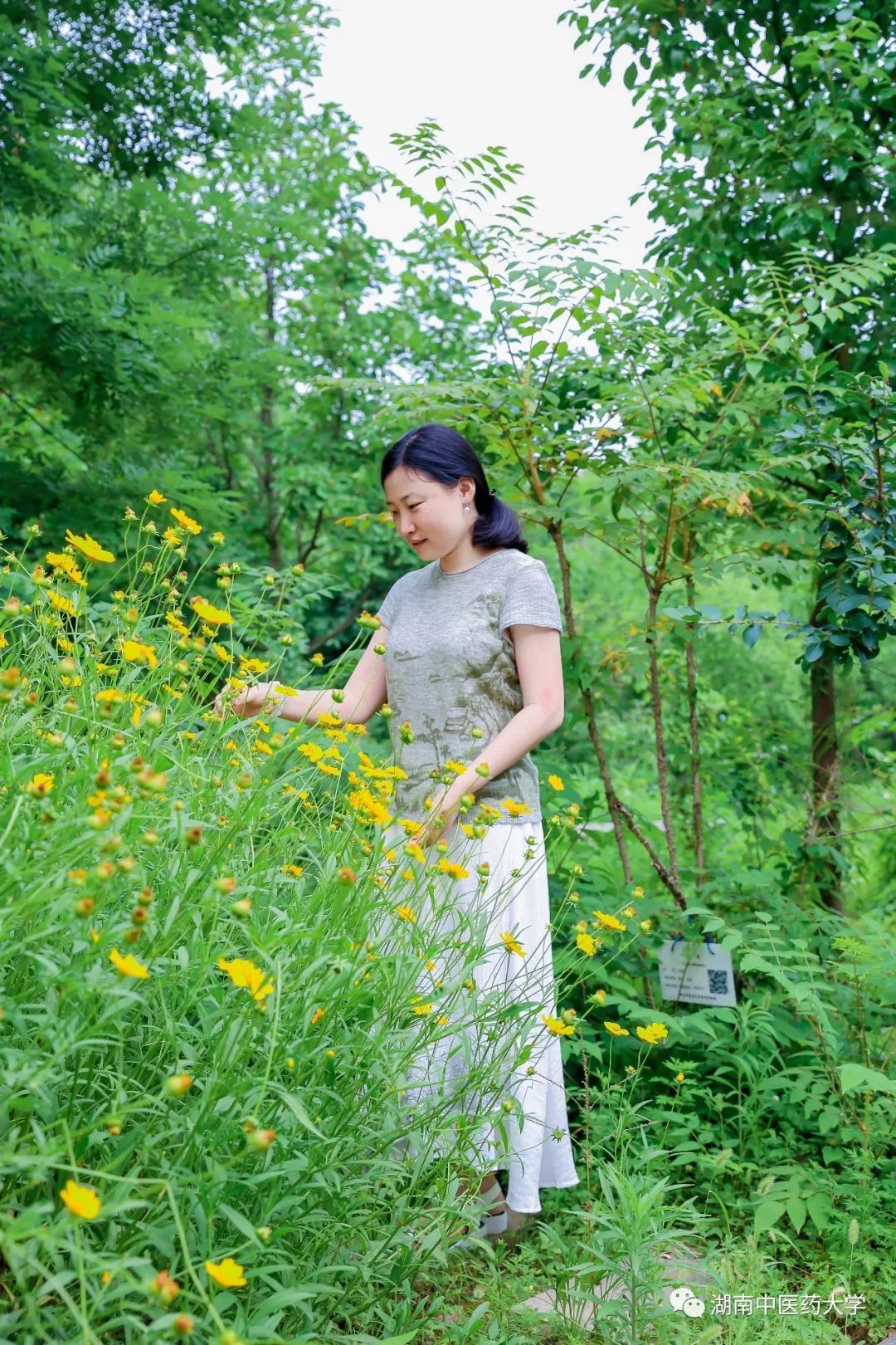 湖中大女神张觅老师穿梭在药植书香间的恬静才女