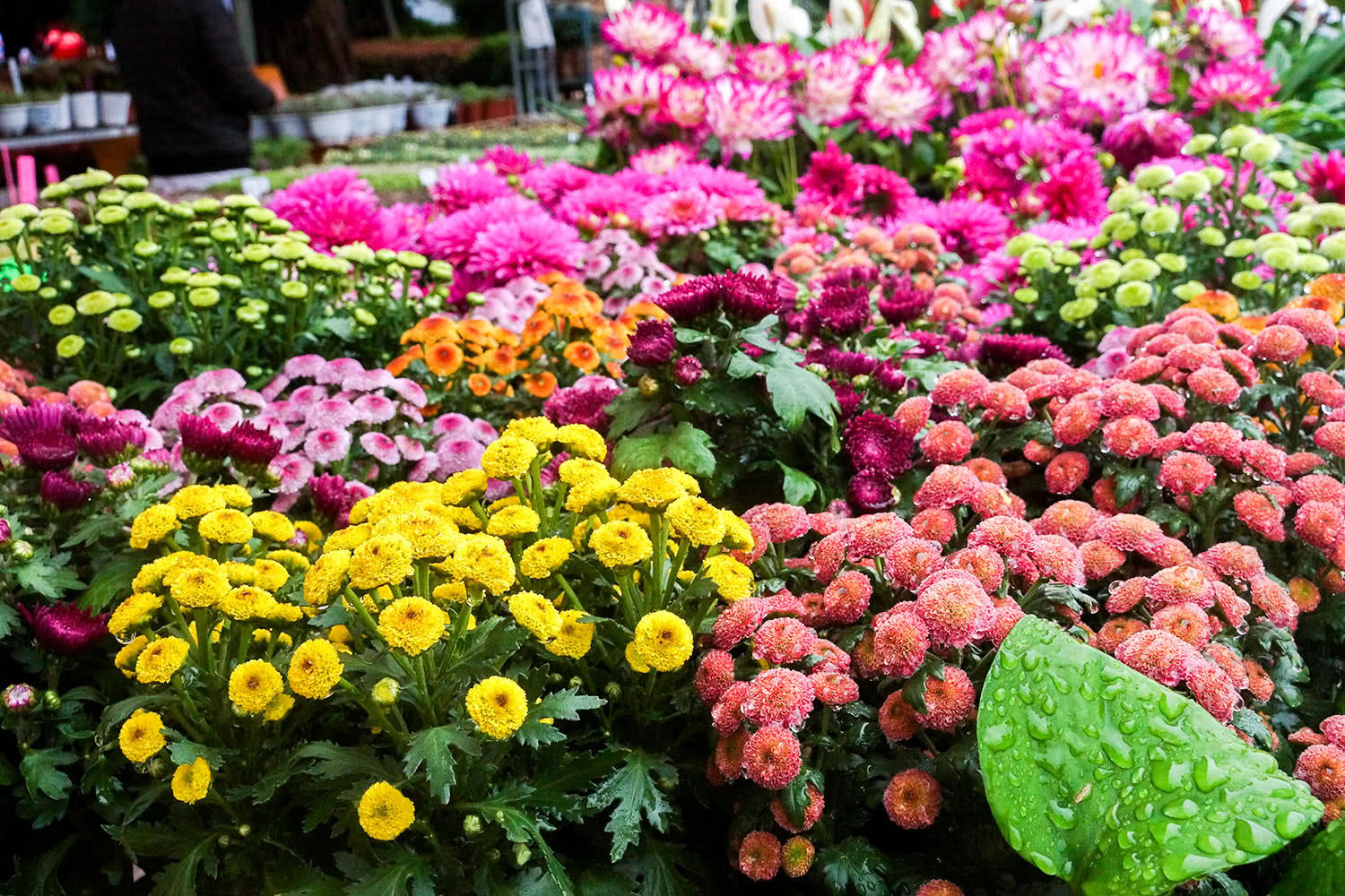 腾冲2018端阳花市开街 生态人文之美尽在其间