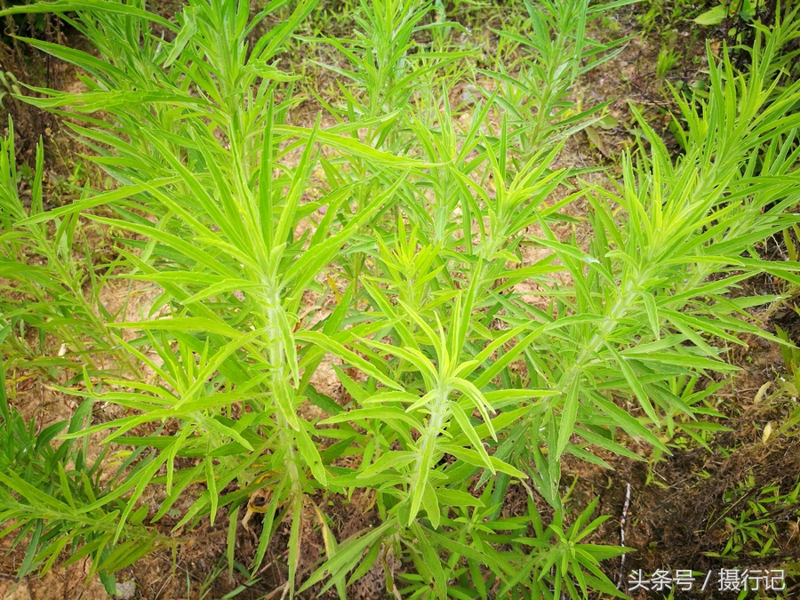 荒野间一种繁殖能力特强的草,除草剂都难除去,但可治跌打损伤等