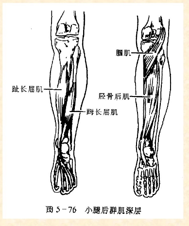 下肢骨骼肌解剖图谱(珍贵资料)