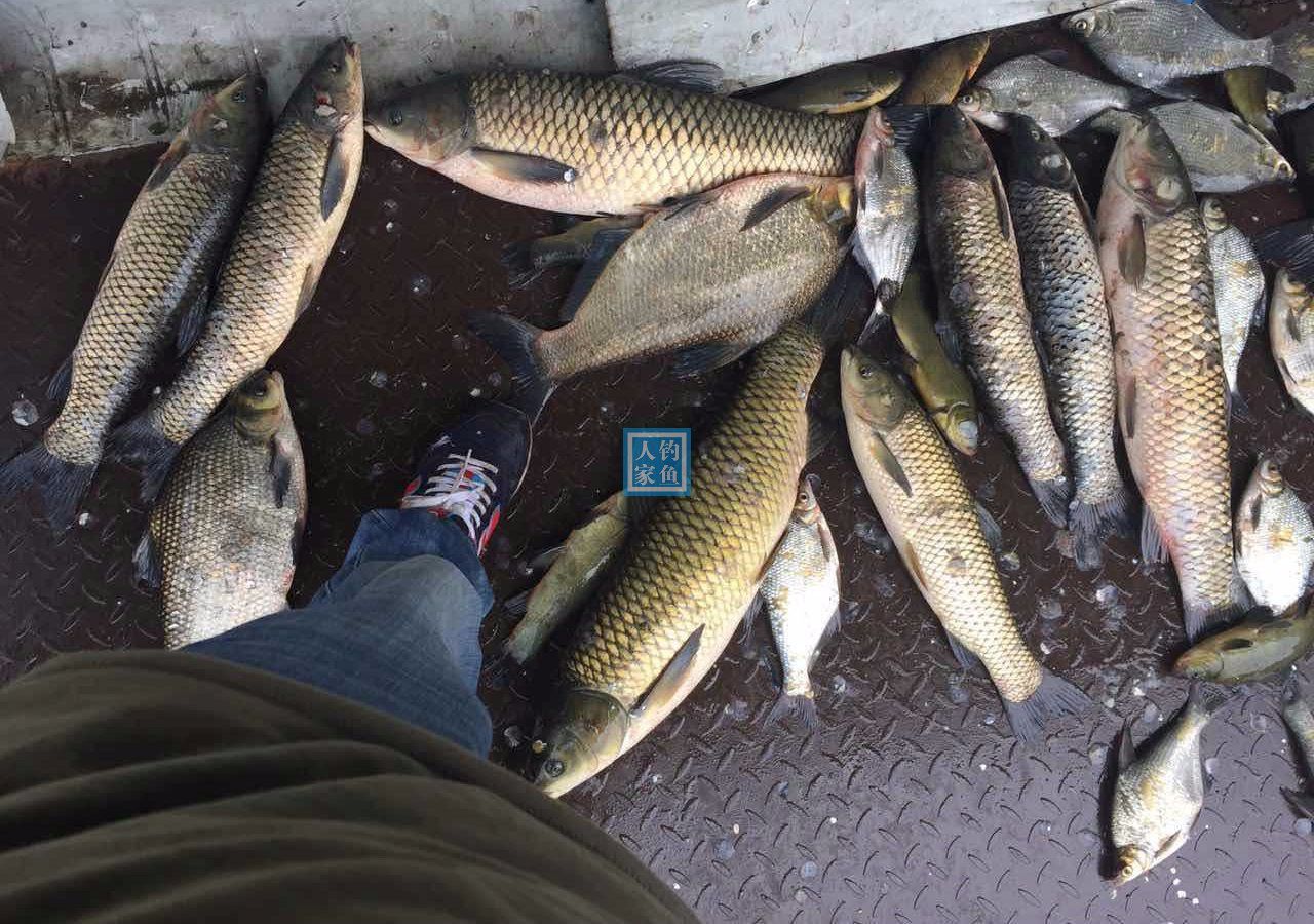长江的大山支流租船筏钓收获20多条鱼总鱼获80多斤的长江大鱼