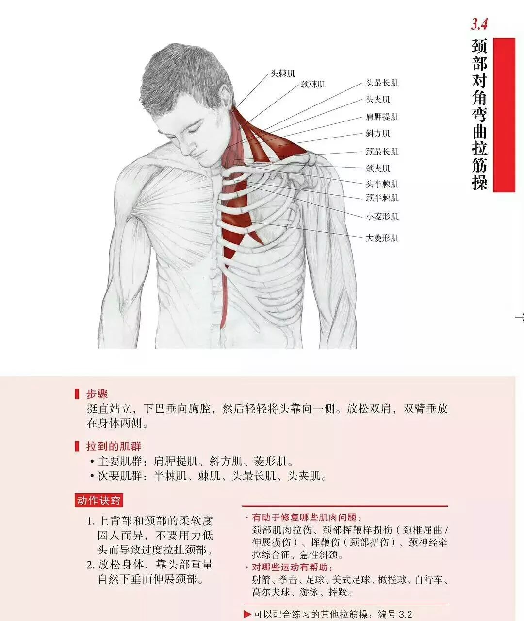 颈部放松解剖图解