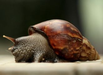 《荒野生物学》之褐云玛瑙螺
