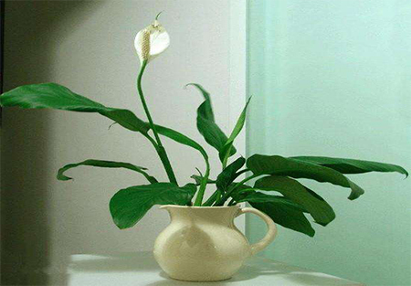 10种会"吸毒"的家居植物,帮你净化室内空气