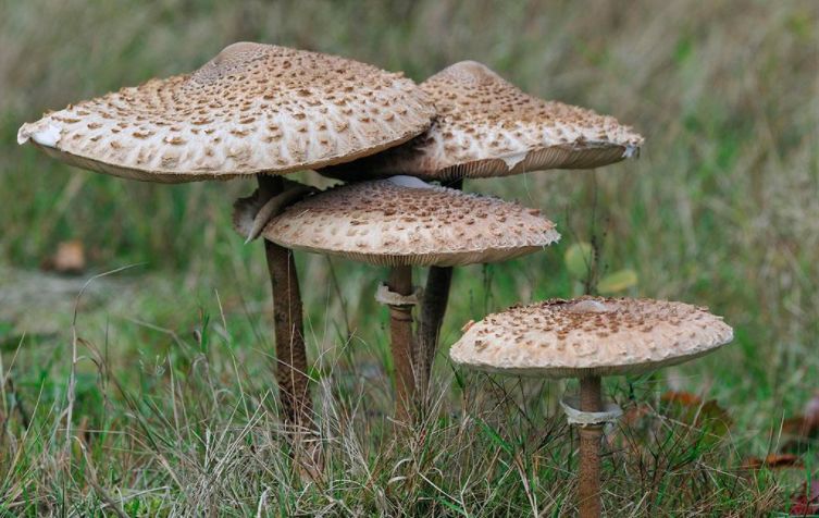 千万不能迷信以往的"经验"以免发生意外,野生蘑菇是否有毒需要专业