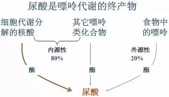 血液中尿酸增高是由于嘌呤代谢紊乱和(或)尿酸排泄减少导致的.