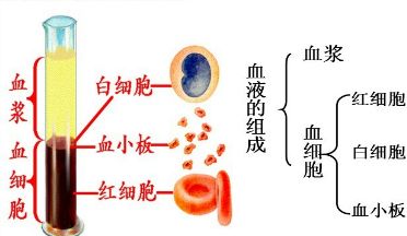 血浆是一种淡黄色液体,占血液的55%.