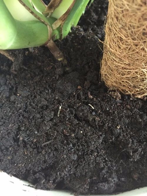 如何彻底清除室内盆栽植物里面的小白虫,小黑飞杀不完的原因