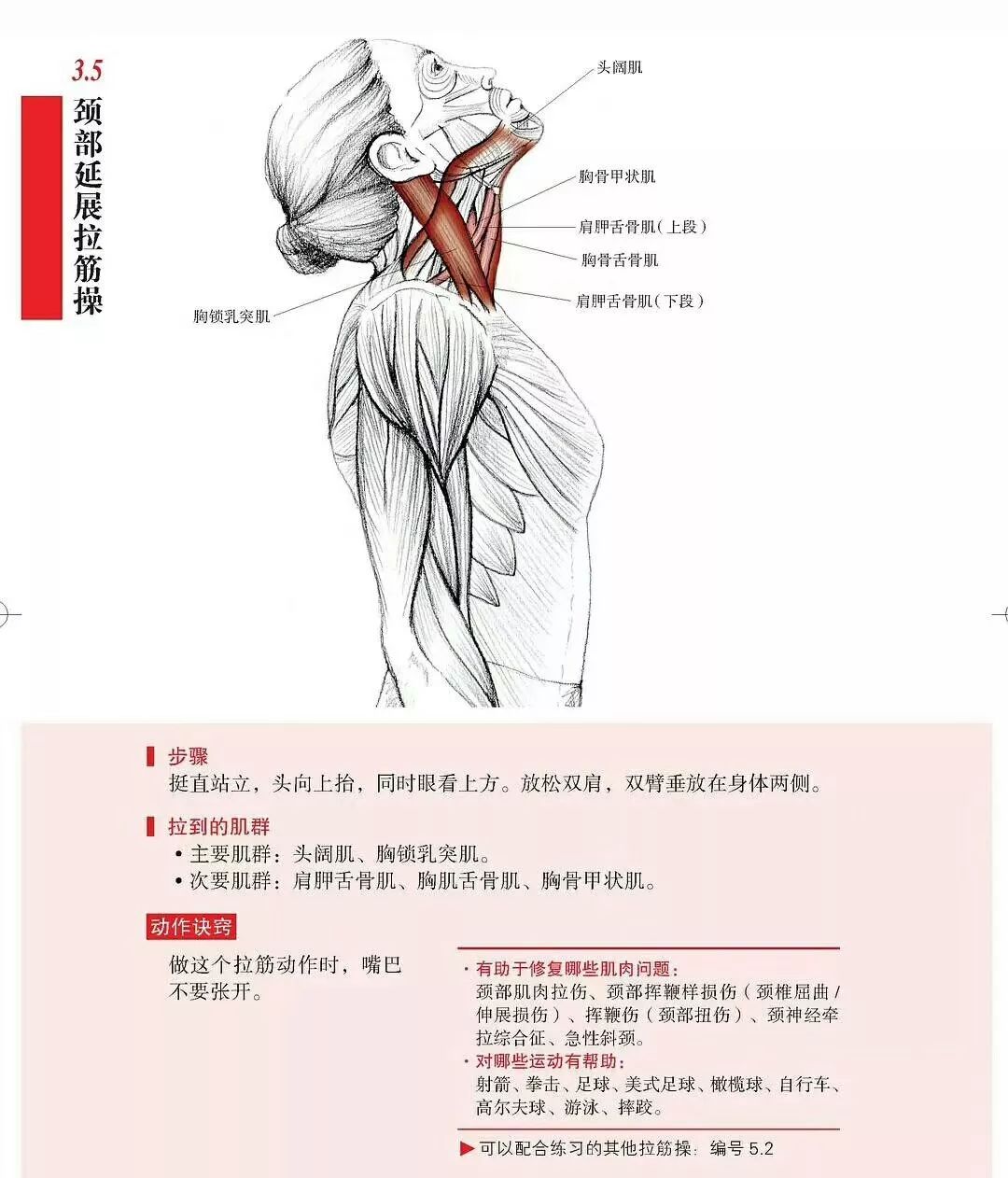 颈部放松解剖图解