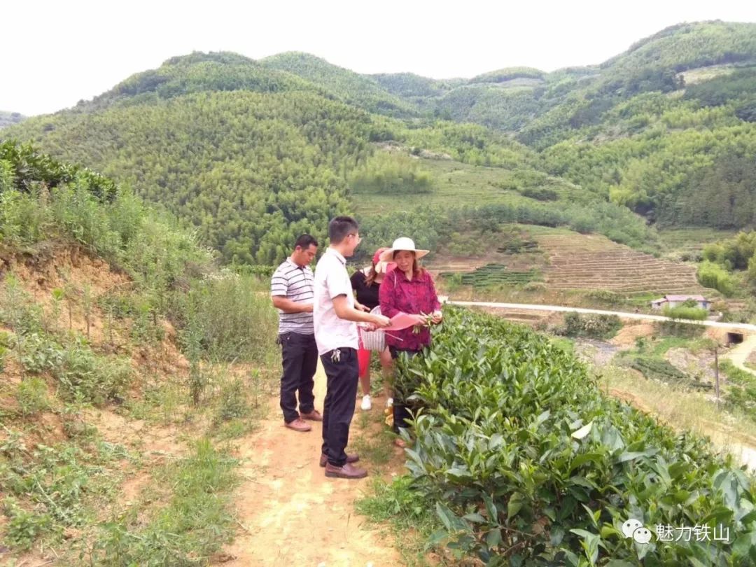 ▼罗家地村▼元山村▼江上村▼张屯村▼东涧村▼凤林村▼向前村▼高林