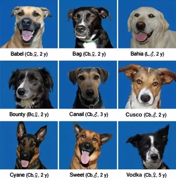 2013),他们观察了宠物犬能不能从其他种类的动物中识别出狗.