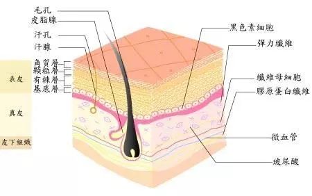 四种毛孔粗大解决之道