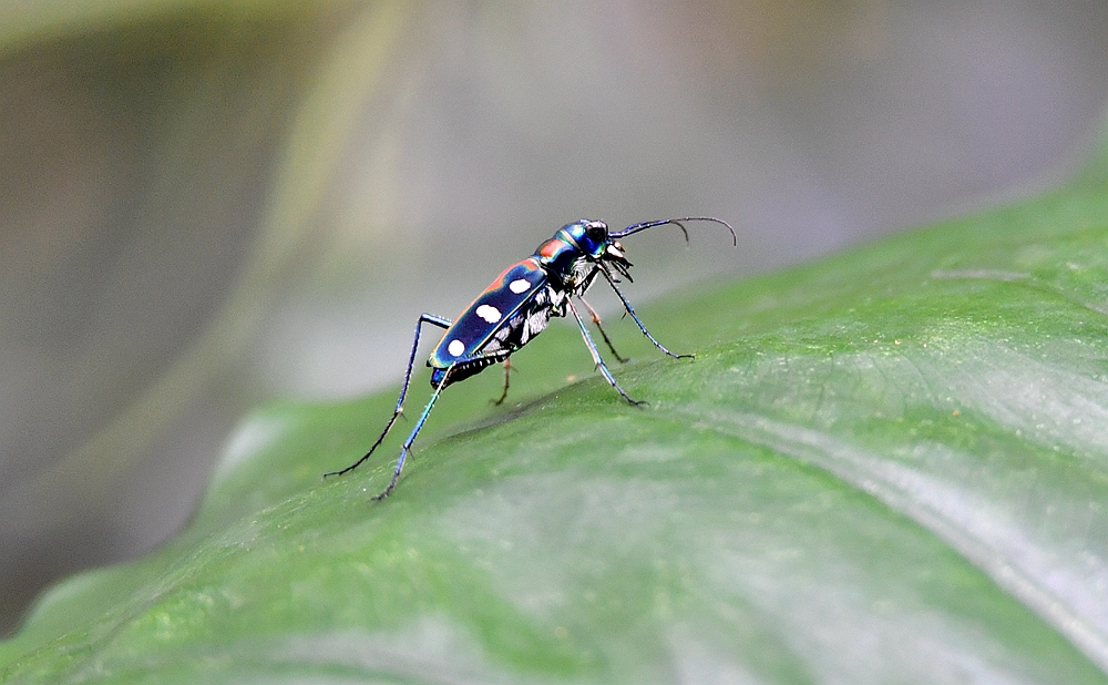 1/ 12 虎甲(tiger beetle),是昆虫纲鞘翅目虎甲科昆虫的统称,为中等