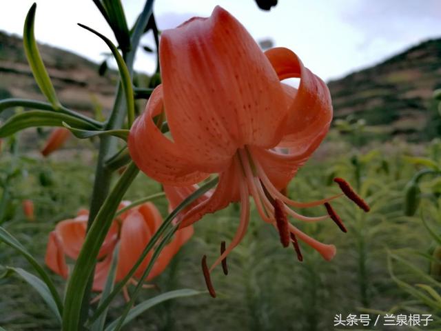 中国百合之都兰州七里河西果园镇的百合花含苞欲放中