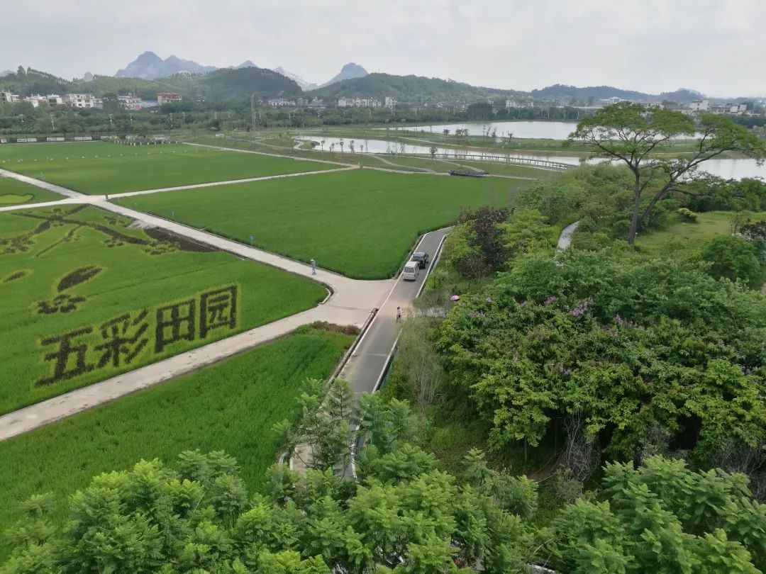 五彩田园的稻田画你知道吗