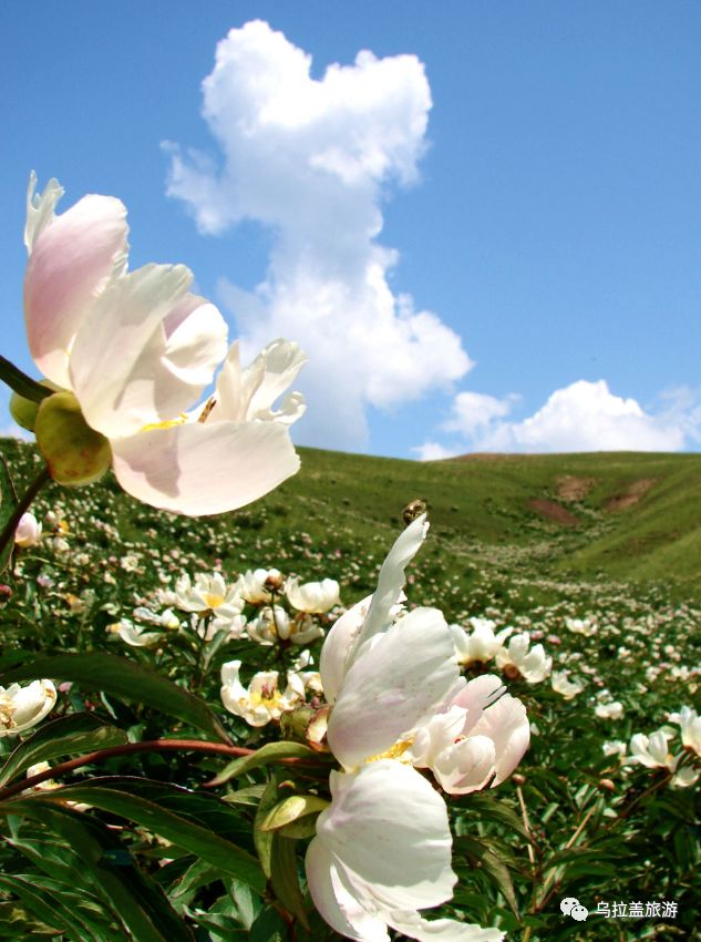 乌拉盖|芍药花已开,你来了吗