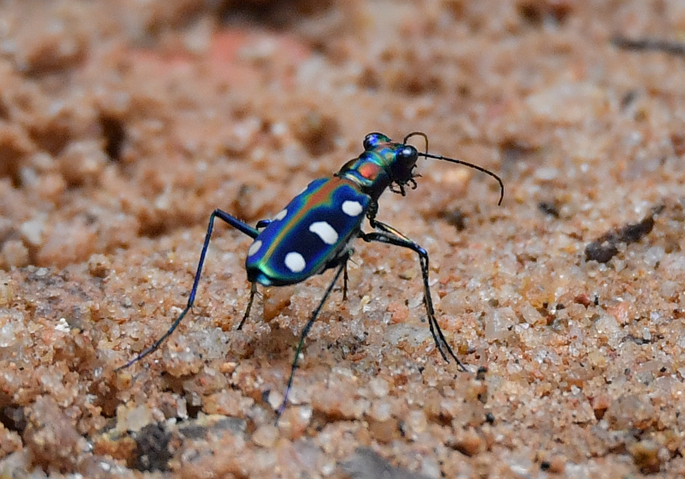 1/ 12 虎甲(tiger beetle),是昆虫纲鞘翅目虎甲科昆虫的统称,为中等大