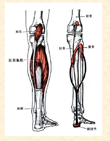 下肢骨骼肌解剖图谱(珍贵资料)