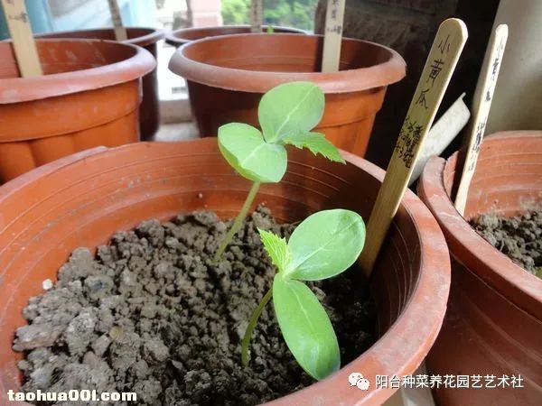 她的蔬菜播种日记小花盆也有大收获小番茄黄瓜辣椒草莓