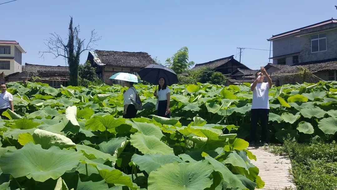 寻觅到一处被荷花包围的小村庄赏美景品美食摘蔬菜巴适得板