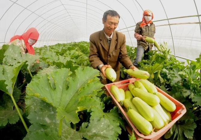 17名大学生创业种植绿色农产品,抢占大市场 