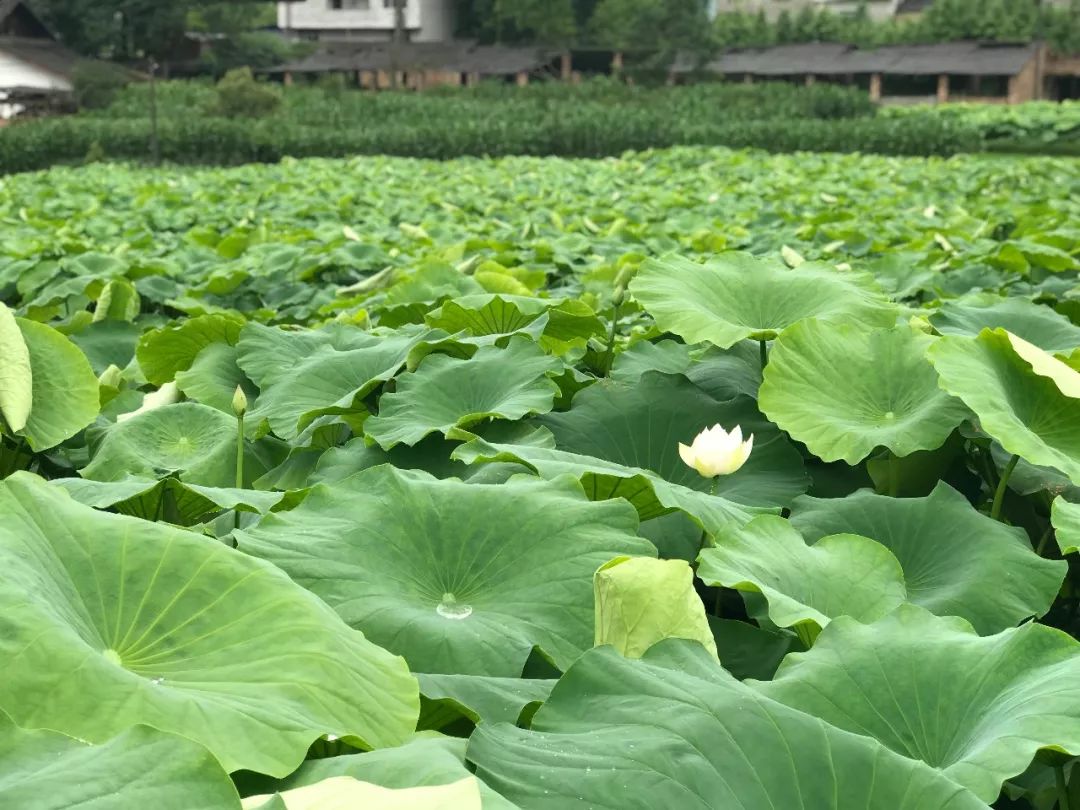 寻觅到一处被荷花包围的小村庄赏美景品美食摘蔬菜巴适得板