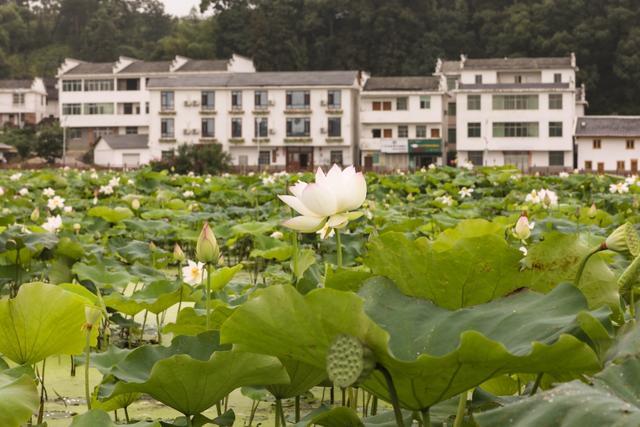 六月的姚西村整个村庄被莲花花海包围着,万亩荷塘中,莲花齐盛开.