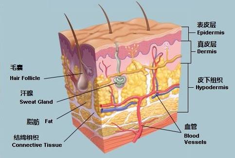 皮肤结构示意图,图片来自www.med66.com