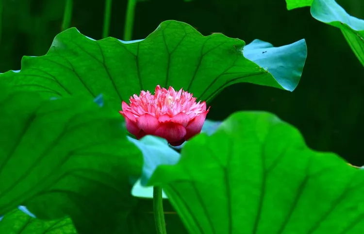 佛教珍品观赏莲花:千瓣莲