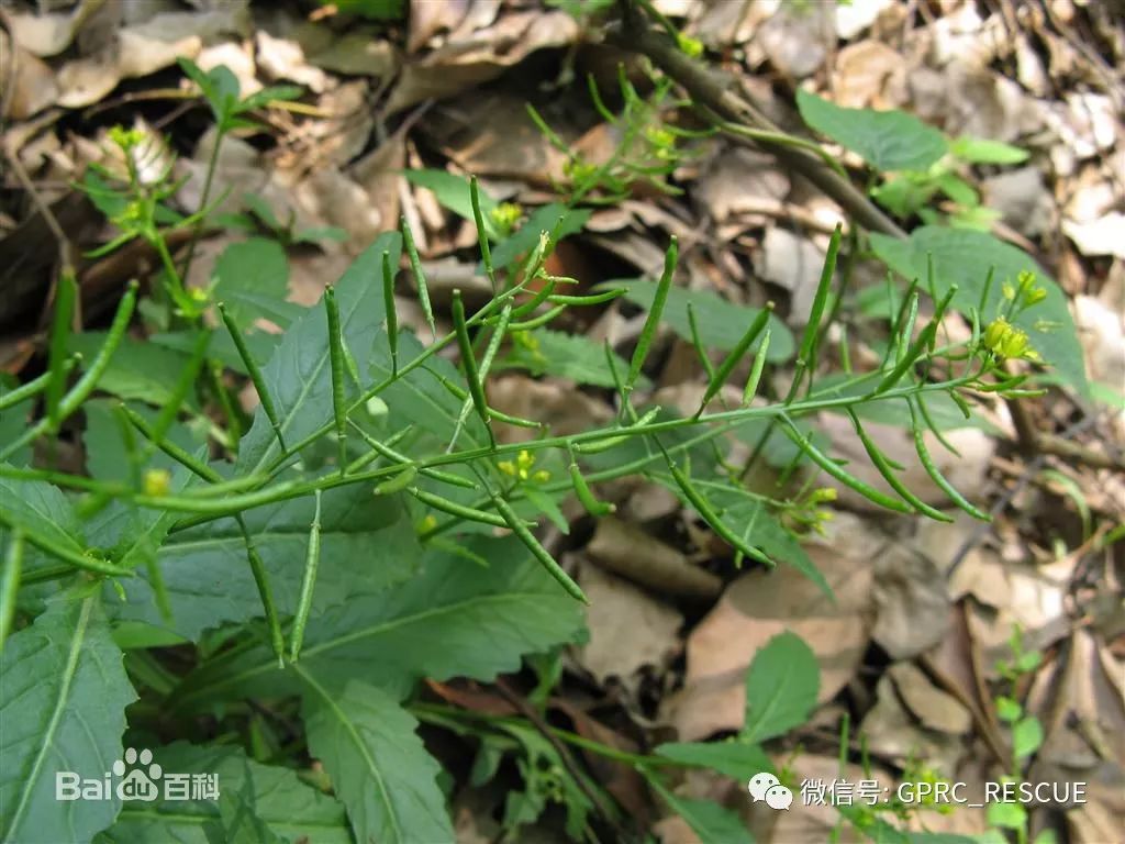 【户外知识】中国常见野菜及其食用-(82)蔊菜