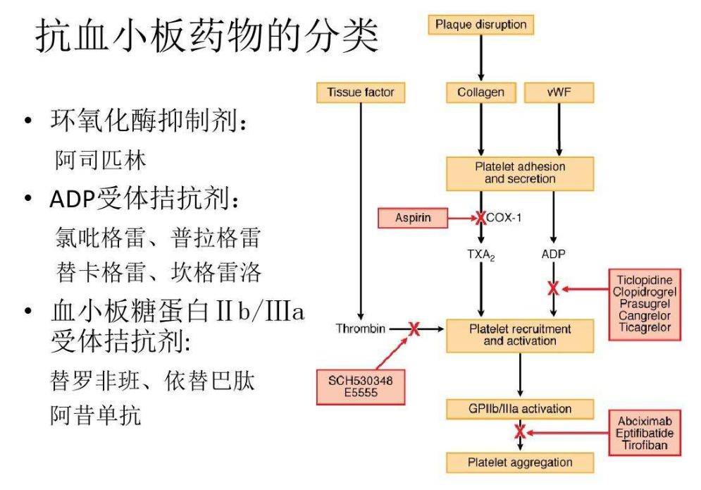 抗血小板药物波立维的研发故事