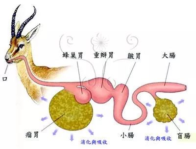 第4期肽在反刍动物中的消化和吸收