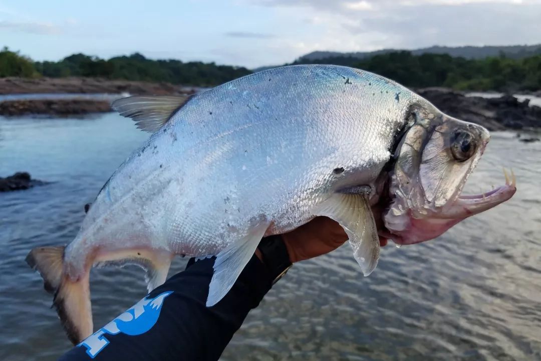 亚马逊流域恐怖的食人鱼(食人鲳,水虎鱼) 现在想明白了昨天的孔雀鲈.