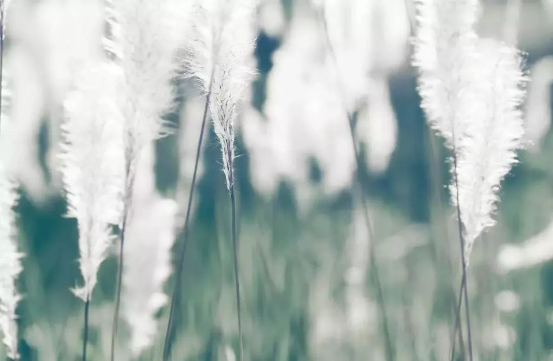 成语什么芦花_芦花鞋是什么样子的(4)