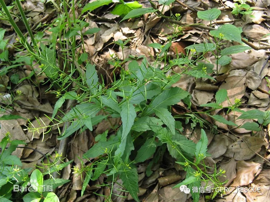 【户外知识】中国常见野菜及其食用-(82)蔊菜