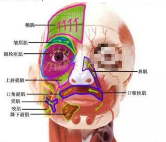 塌鼻梁人口数_塌鼻梁图片(2)