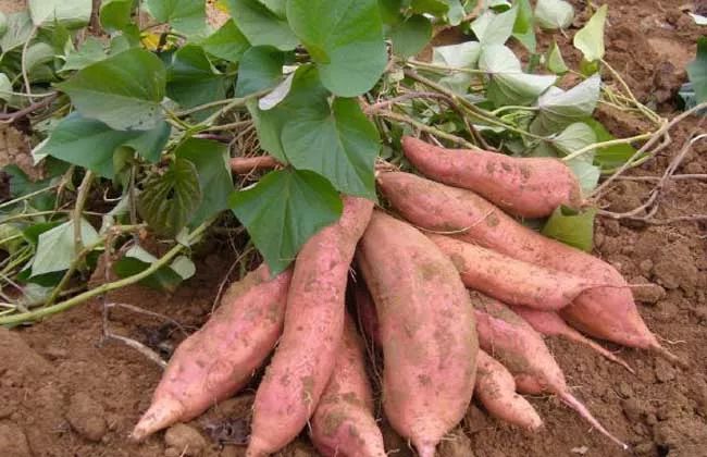 一起看看吧 红薯种植户在保证成活的前提下,要尽量的浅栽.