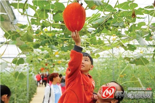 融合|双星耀五溪——新晃现代蔬菜文化产业园与怀化九丰现代农博园