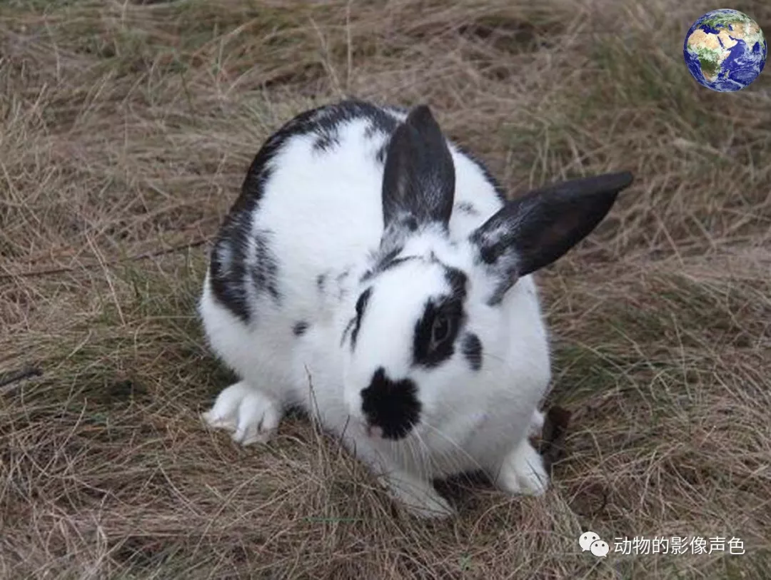 尽管兔子是一种繁殖能力很强的动物,但是市面上大多的巨型兔产仔能力
