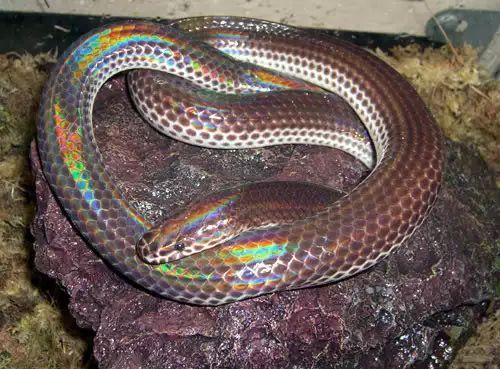 这条蛇让你见识到,什么是传说中五彩斑斓的黑