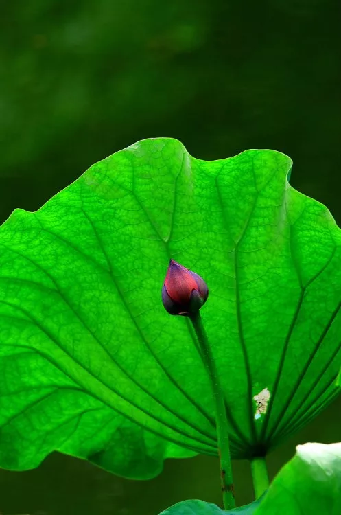 佛教珍品观赏莲花:千瓣莲