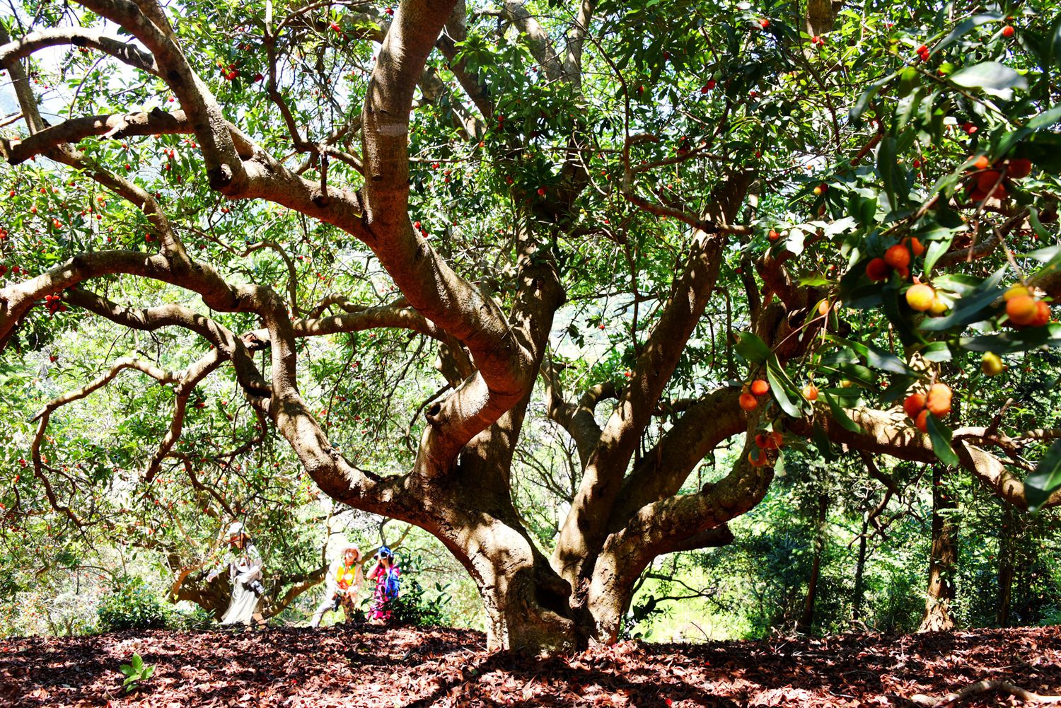 浙江仙居:惊现两万多株树龄百年以上的古杨梅树
