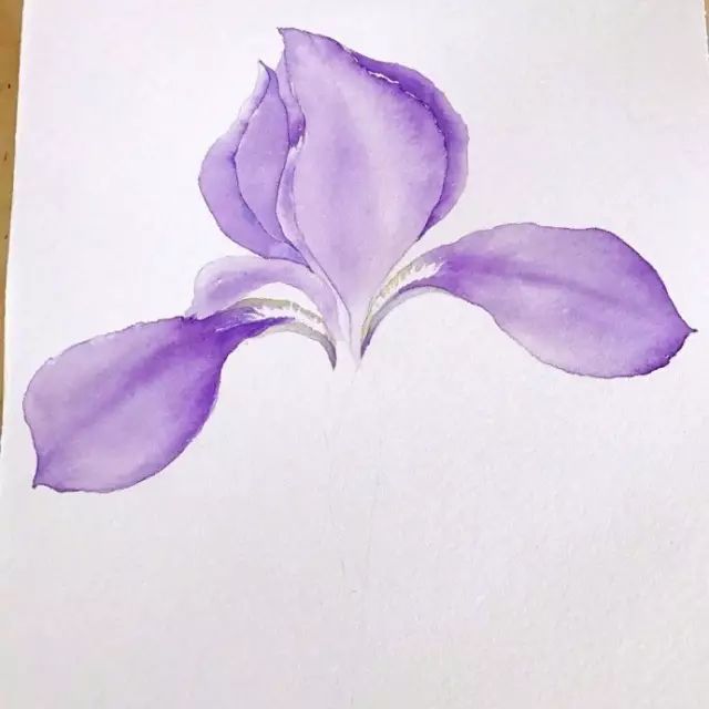 教程| 教你画一朵紫色鸢尾花!