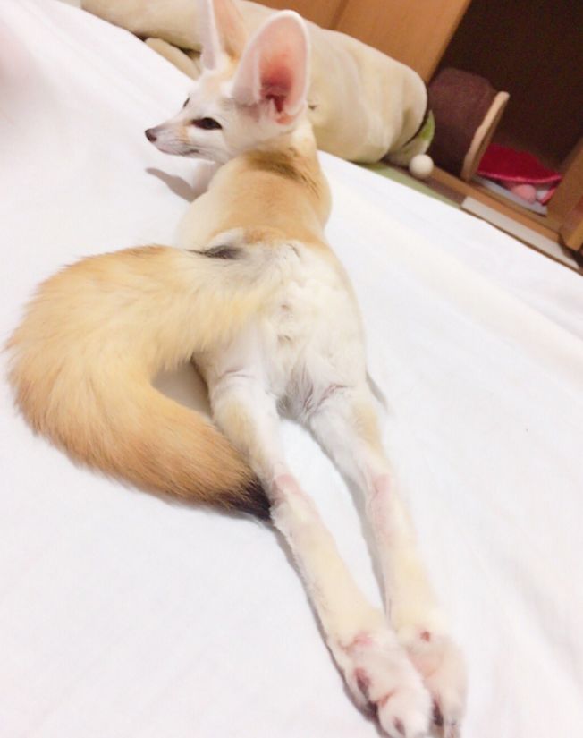 日本小姐姐养了只耳廓狐做宠物！大家先感受一下这画风