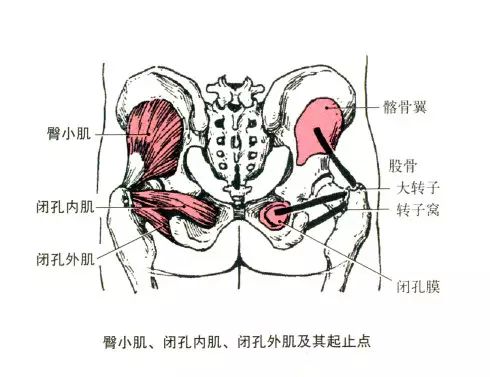 人体解剖全集